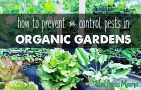 Maybe you would like to learn more about one of these? Garden Pest Control Prevention Natural Options Wellness Mama