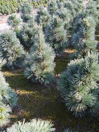 Check spelling or type a new query. Pinus Flexilis Vanderwolf S Pyramid Biegsame Kiefer Vanderwolf S Pyramid