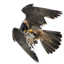 Peregrine Falcon Birds Of Prey Animals Peregrine Falcon Peregrine Falcon Raptors Bird Pet Birds