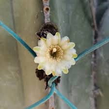 Image result for Lophocereus marginatus