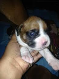 Advice from breed experts to make a safe choice. Boxer Puppies Pets And Animals For Sale Orlando Fl