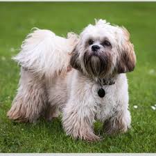 Naturally, puppy and adolescent tibetan terriers are filled with energy and excitement and require higher levels of stimulation and exercise. Tibetan Terrier Puppies For Sale Adoptapet Com