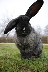 Flemish giants are known for being docile and tolerant of handling. Continental Giant Rabbit Peak Wildlife Park
