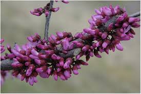 We did not find results for: Ruby Falls And Merlot Redbuds In Hortscience Volume 45 Issue 1 2010