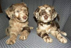 Differences Between Male And Female Puppies Mini Aussiedoodles And Australian Labradoodle Puppies Best Aussiedoodle Breeders In Washington State Portland Oregon