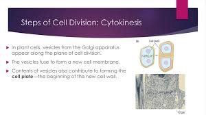 Check spelling or type a new query. Steps Of Cell Division Mitosis Ppt Download