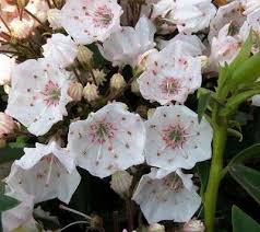 No pests or diseases of major concern. Mountain Laurel Kalmia Latifolia Elf From Saunders Brothers Inc Kalmia Latifolia Mountain Laurel Flowers