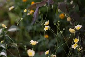 Image result for Ranunculus acris