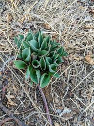 We have high mountains, mesa lands, beautiful rivers, high plains and salt flats. Anyone Know What This Is Northern New Mexico Gardening