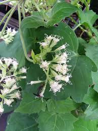 Image result for Mikania