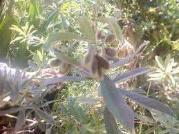 Image result for Heterotis decumbens