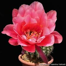 Image result for Portulaca kermesina