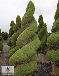 We did not find results for: Can I Trim Back A Dwarf Alberta Spruce To Make It Smaller Diy Home Improvement Forum