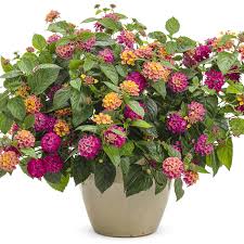 Image result for Lantana rugosa