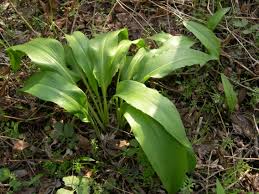 Image result for Allium ursinum