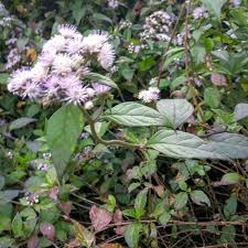 Image result for Vernonanthura polyanthes