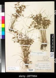 Image result for Cyperus amabilis