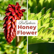 Image result for Melianthaceae