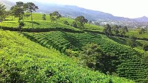 Bagian depan waduk dibangun sebuah tanggul dengan ketinggian 16 m, lebar 4 m, dan panjang 850 m. Wisata Kemuning Terbaru Dan Asyik Memang Selalu Memanjakan Pikiran Wisata Kemuning