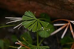 Image result for Actiniopteris semiflabellata