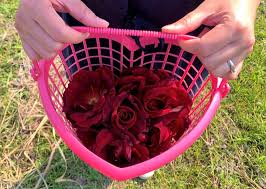 Maybe you would like to learn more about one of these? Let S Go Flower Tasting Have A Light Trip To Grand Blossom Grange Agriezgo