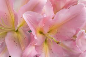 Maybe you would like to learn more about one of these? Day One About British Oriental Lilies British Flowers Week