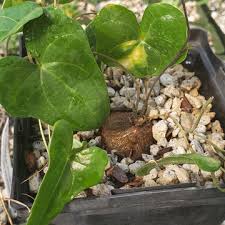 Image result for Dioscorea cochleari-apiculata