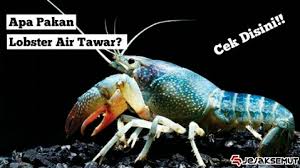Check spelling or type a new query. Apa Makanan Lobster Air Tawar Yang Baik Cek Disini Jejaksemut