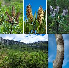 Image result for Faurea