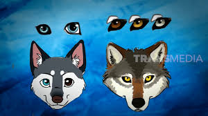 Perbedaan alaskan malamute dengan siberian husky. Dibilang Mirip Begini Perbedaan Serigala Dan Anjing Siberian Husky Si Otan Youtube
