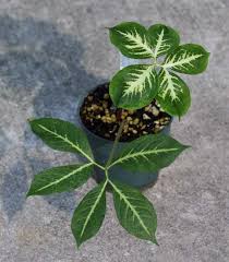 Image result for Amorphophallus impressus