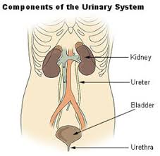 The cells surrounding the tubules selectively absorb water and substances from the filtrate in the tubule and return it to the blood in the capillaries. Seer Training Components Of The Urinary System