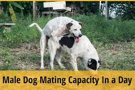Dogs get stuck together as the final step in their mating process. How Many Times A Day Can A Male Dog Mate Lets Find Out Zooawesome