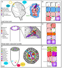 Selvendran and oneill (1985) isolation and analysis of cell walls from plant material. Plants Free Full Text Lateral Transport Of Organic And Inorganic Solutes Html