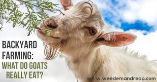If you own more than an acre, you'll have the ability to rotate your livestock, allowing grass and other forage to replenish. What Do Goats Really Eat Weed Em Reap