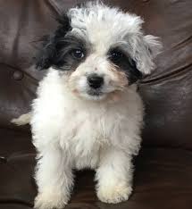 Maybe you would like to learn more about one of these? Havanese Puppies For Sale Fort Worth Tx 294462