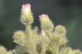 Image result for Blumea axillaris