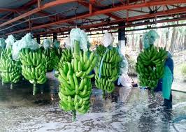 Banana production in ecuador is important to the national economy. Ecuadorian Banana Exports To Europe Decreased 12 14 In 2019