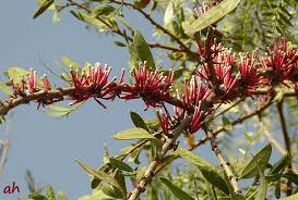 Image result for Tapinanthus forbesii