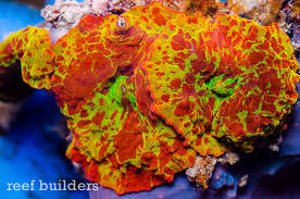 Image result for Dicoma arenaria