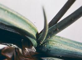 Image result for Onion Thrips