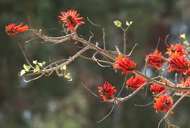 Image result for Erythrina abyssinica × lysistemon