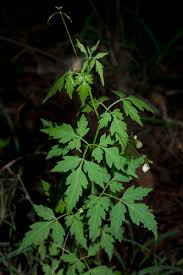 Image result for Cardiospermum corindum