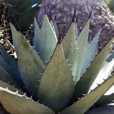 Image result for Aloe volkensii