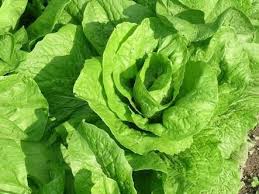 Sawi jepun vege is a type of vegetable commonly used in malaysia for all meal preparations, suitable for your soup and stew cookings. 5 Green Sawi Benefits And Side Effects Steemit