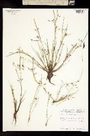 Image result for Rhynchospora eximia
