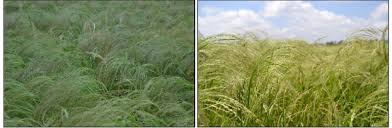 Image result for Eragrostis tef