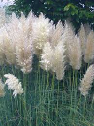 Extrem Widerstandsfahiges Gras Privatsphare Cortaderia Selloana 39 Sunningdale Silv Cortaderia Extr Cortaderia Selloana Cortaderia Balcony Plants
