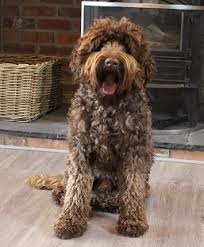 Sep 23, 2019 · the chocolate labradoodle is the name given to a brown poodle labrador retriever mix. Australian Labradoodle Coat Colour Lomond Hills Labradoodles