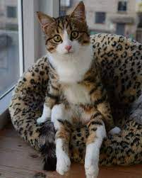 Psbattle Cat On A Chair Cats Cute Animals Cute Cats